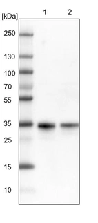Lane 1: NIH-3T3 cell lysate (Mouse embryonic fibroblast cells)_br/_Lane 2: NBT-II cell lysate (Rat Wistar bladder tumour cells)