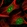 Anti-H1FX Antibody