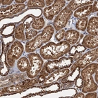 Anti-NLRP10 Antibody