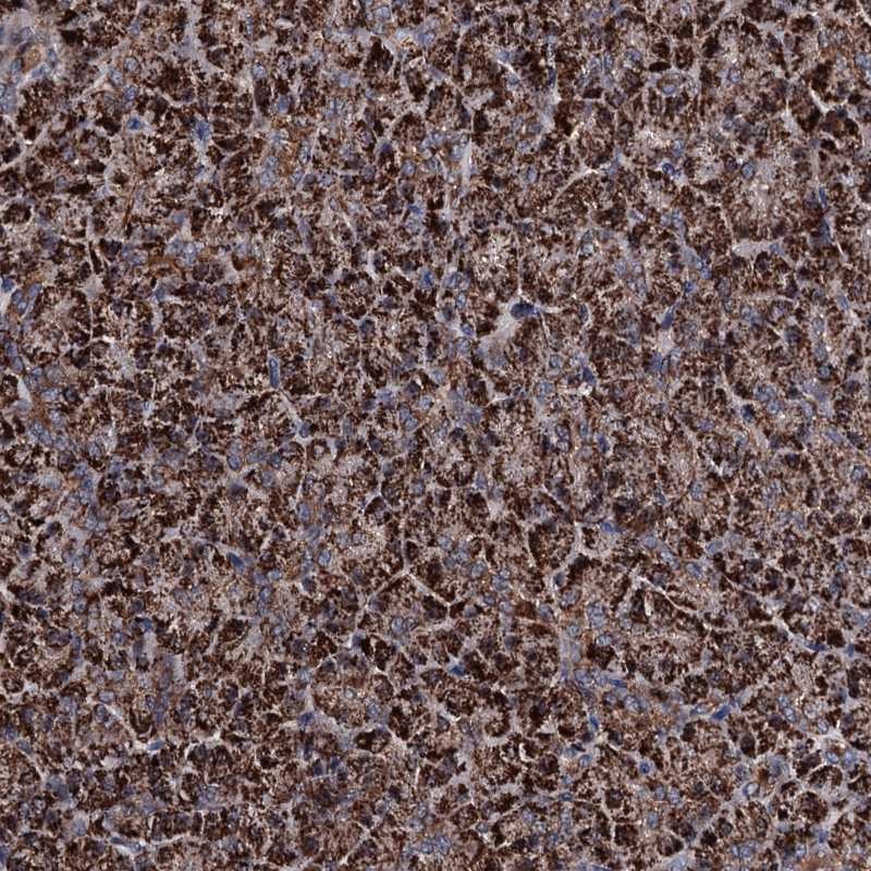 Anti-COA4 Antibody