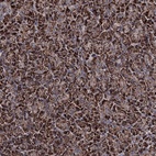Anti-COA4 Antibody