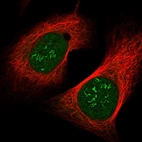 Immunofluorescent staining of human cell line U-2 OS shows localization to nucleoplasm & nucleoli fibrillar center.