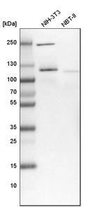 Western blot analysis in mouse cell line NIH-3T3 and rat cell line NBT-II.