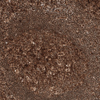 Immunohistochemical staining of human tonsil shows strong nuclear positivity in germinal and non-germinal center cells.