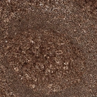 Immunohistochemical staining of human tonsil shows strong nuclear positivity in germinal and non-germinal center cells.