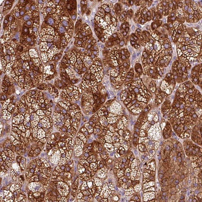 Anti-TBC1D4 Antibody
