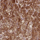 Anti-TBC1D4 Antibody