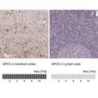 Anti-GPC5 Antibody