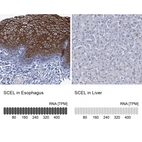 Anti-SCEL Antibody