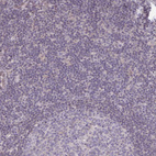 Anti-GPC5 Antibody