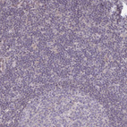 Immunohistochemical staining of human lymph node shows no positivity in non-germinal center cells as expected.