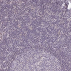 Immunohistochemical staining of human lymph node shows no positivity in non-germinal center cells as expected.