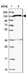 Anti-NAA16 Antibody