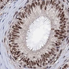 Immunohistochemical staining of human epididymis using Anti-CSTF3 antibody HPA040168.