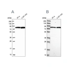 Western blot analysis using Anti-CSTF3 antibody HPA040168 (A) shows similar pattern to independent antibody HPA039743 (B).