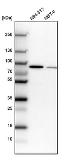 Western blot analysis in mouse cell line NIH-3T3 and rat cell line NBT-II.