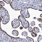 Immunohistochemical staining of human placenta shows moderate cytoplasmic positivity in glandular cells.
