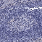 Immunohistochemical staining of human lymph node shows no positivity in non-germinal center cells as expected.