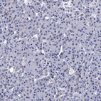 Immunohistochemical staining of human pancreas shows low positivity in exocrine glandular cells as expected.