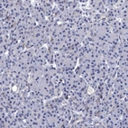 Immunohistochemical staining of human pancreas shows low positivity in exocrine glandular cells as expected.