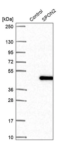 Western blot analysis in control (vector only transfected HEK293T lysate) and SPON2 over-expression lysate (Co-expressed with a C-terminal myc-DDK tag (~3.1 kDa) in mammalian HEK293T cells, LY426949).