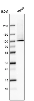 Western blot analysis in human tonsil tissue.
