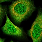 Immunofluorescent staining of human cell line U-2 OS shows localization to nuclear speckles & cytosol.