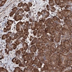 Anti-FAM111A Antibody
