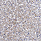 Anti-FAM214A Antibody