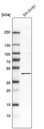 Western blot analysis in human cell line SH-SY5Y.