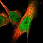 Immunofluorescent staining of human cell line U-251 MG shows localization to nucleoplasm & cytosol.