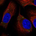 Immunofluorescent staining of human cell line U-2 OS shows localization to vesicles.