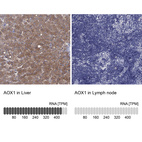 Anti-AOX1 Antibody