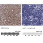 Anti-AOX1 Antibody