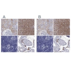 Immunohistochemical staining of human kidney, liver, lymph node and testis using Anti-AOX1 antibody HPA040199 (A) shows similar protein distribution across tissues to independent antibody HPA040215 (B).