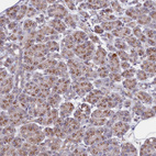 Immunohistochemical staining of human pancreas shows moderate granular cytoplasmic positivity in exocrine glandular cells.
