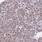 Immunohistochemical staining of human pancreas shows moderate granular cytoplasmic positivity in exocrine glandular cells.