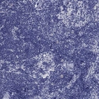 Immunohistochemical staining of human lymph node shows no positivity in non-germinal center cells as expected.