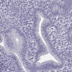 Immunohistochemical staining of human endometrium shows low expression as expected.