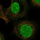 Immunofluorescent staining of human cell line A-431 shows localization to nucleus, nuclear membrane & cytosol.