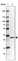 Anti-RCBTB2 Antibody