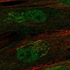 Immunofluorescent staining of human cell line BJ shows localization to nucleus & the Golgi apparatus.