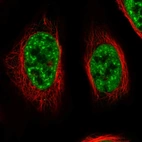 Immunofluorescent staining of human cell line U-2 OS shows localization to nuclear speckles.