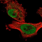 Immunofluorescent staining of human cell line U-251 MG shows localization to nucleoplasm.