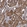 Anti-ZFYVE19 Antibody