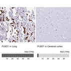 Anti-PLBD1 Antibody