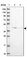 Anti-OGFOD2 Antibody