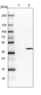 Lane 1: NIH-3T3 cell lysate (Mouse embryonic fibroblast cells)_br/_Lane 2: NBT-II cell lysate (Rat Wistar bladder tumour cells)