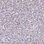 Immunohistochemical staining of human liver shows very weak cytoplasmic positivity in hepatocytes.