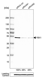 Anti-YBX1 Antibody